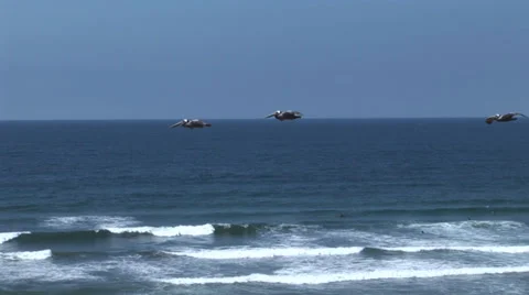Pelicans in Flight Stock Footage 30560694