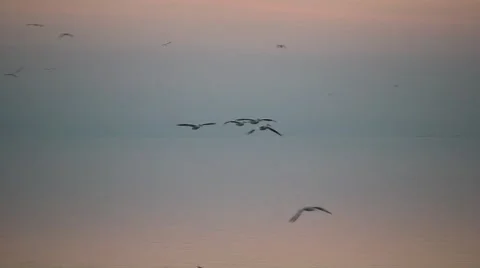 Pelicans In Flight Stock-Footage 50360336