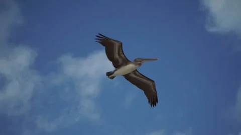 Pelicans in flight Stock Footage 63063193