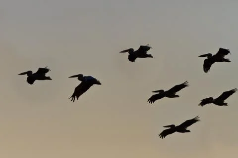 Pelicans in flight Stock Photos