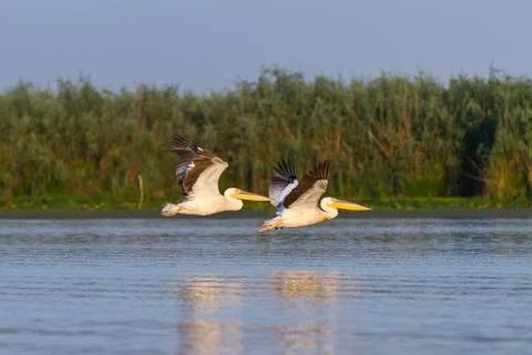 Pelicans in flight Stock Photos