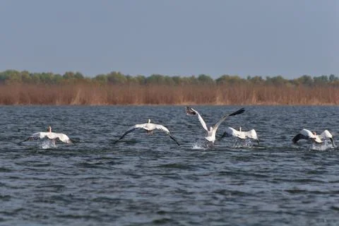 Pelicans in flight Stock Photos