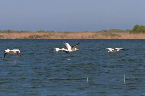 Pelicans in flight Stock Photos