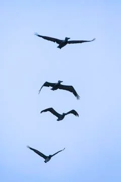 Pelicans in flight Stock Photos