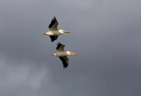 Pelicans in Flight Stock Photos