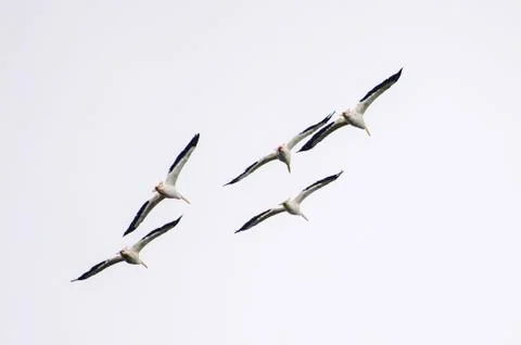 Pelicans in flight Stock Photos