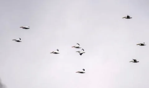 Pelicans in flight Stock Photos