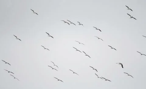 Pelicans in flight Stock Photos