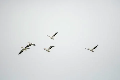 Pelicans in flight Stock Photos