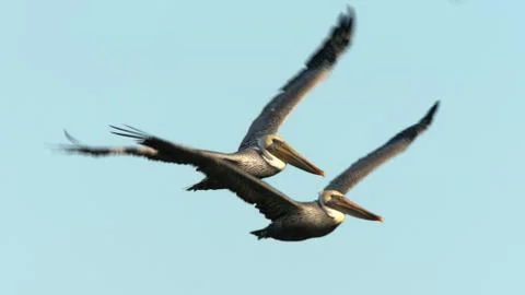 Pelicans In Flight 스톡 사진