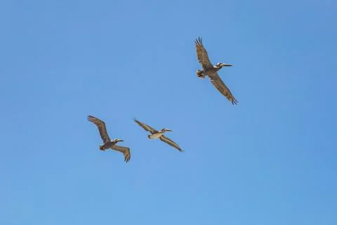 Pelicans in Flight Stock Photos