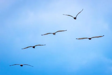 Pelicans In Flight Stockfoto's