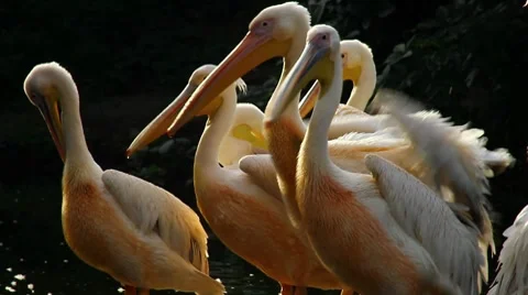 Pelicans on the float Stock Footage 8606745