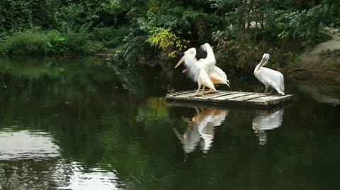 Pelicans on the float Video stock 10553105