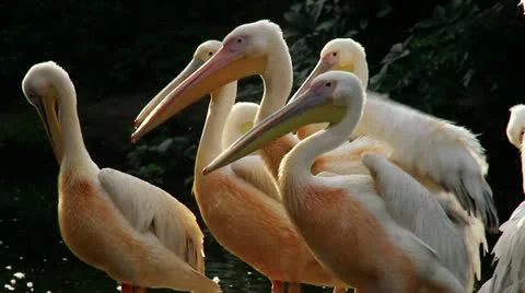Pelicans on the float Video stock 10820333