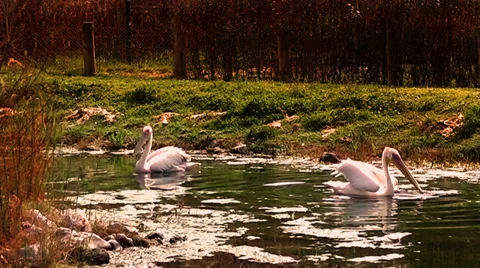 Pelicans Floating  on the Lake Stock Footage 35871442