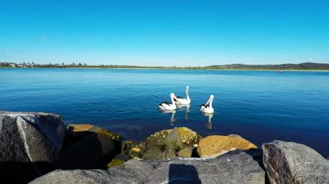 Pelicans Floating On the Lake  Stock Footage 64676145
