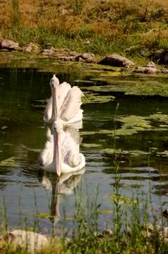 Pelicans Floating in the Lake Stock Photos