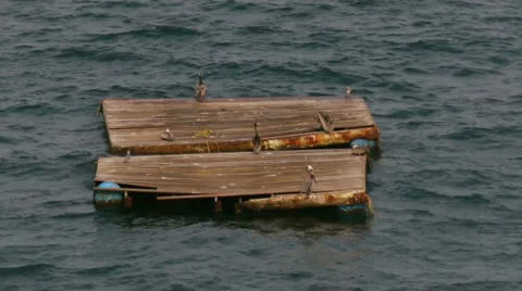 Pelicans On Floating Pier Stock Footage 6773981