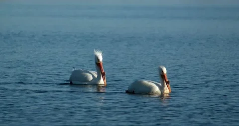 Pelicans floating on pond Stock-Footage 131399464