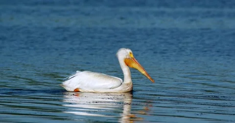 Pelicans floating on pond Stock-Footage 132015117