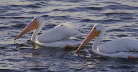 Pelicans Floating Slow Motion 4K Stock Footage 222822852