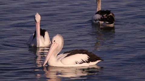 Pelicans Floating on Water 库存影片 39948846