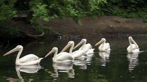 Pelicans flock swimming Video stock 10437673