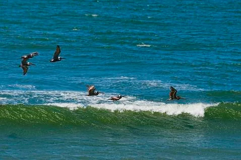 Pelicans fly above the surf Stock Photos