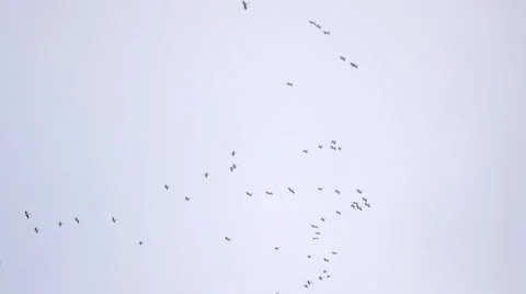 Pelicans fly on background of grey sky Stock Footage 69019857