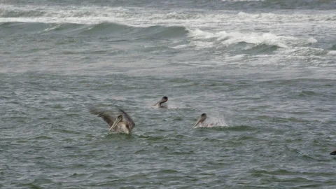 Pelicans fly over the surface of the ocean. Summer, daytime. Stock Footage 106341051