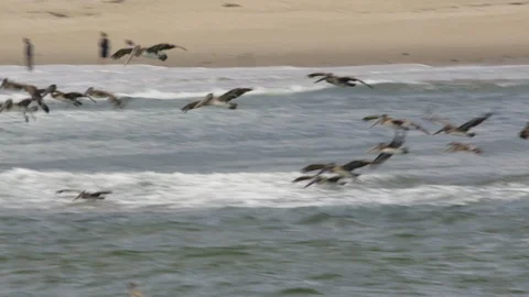 Pelicans fly over the surface of the ocean. Summer, daytime. Stock Footage 106342478
