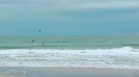 Pelicans Fly Over Waves Vidéo 43647883