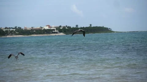 Pelicans fly on the sea 動画素材 60216870