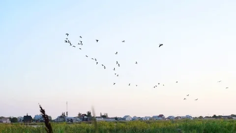 Pelicans fly in the sky in formation Stock Footage 71218287