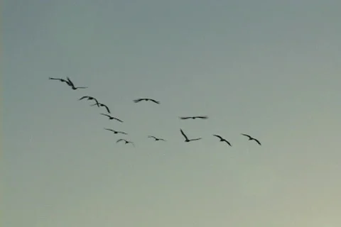 Pelicans Fly Into Sun Stock Footage 545541