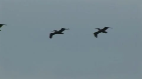 Pelicans fly into sunset Stock Footage 7754422