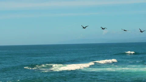 Pelicans Flying-1 (1080p 120fps) Stock Footage 132801853