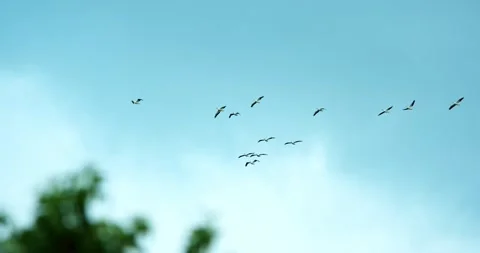 Pelicans flying against a cloud filled sky. Stock-Footage 133973220