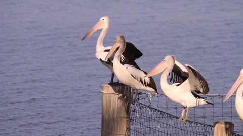 Pelicans flying away 库存影片 39948819