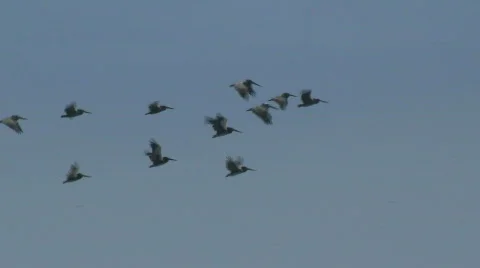 Pelicans Flying Stockbeeldmateriaal 787554
