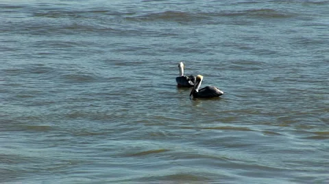 Pelicans Flying Vídeos de archivo 3430120