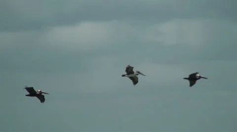 Pelicans flying Stock Footage 31821644