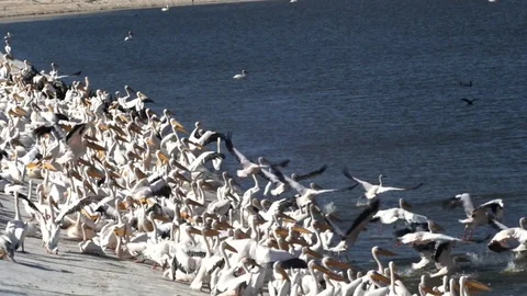 Pelicans flying 库存影片 69891686