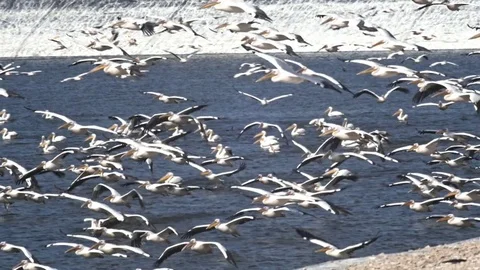 Pelicans flying Stock Footage 69893200