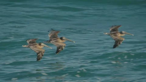 Pelicans flying Stock Footage 272162648