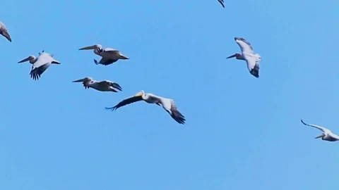 Pelicans Flying Stock Footage 282883480