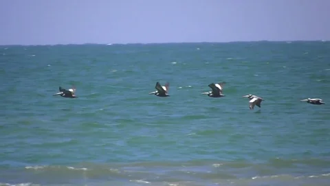 Pelicans flying in formation in slow motion Stock Footage 82594887