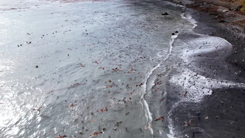 Pelicans flying over beach Stock Footage 201685754