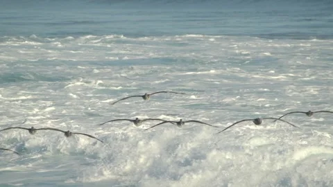 Pelicans flying over the beach Stock Footage 272162626